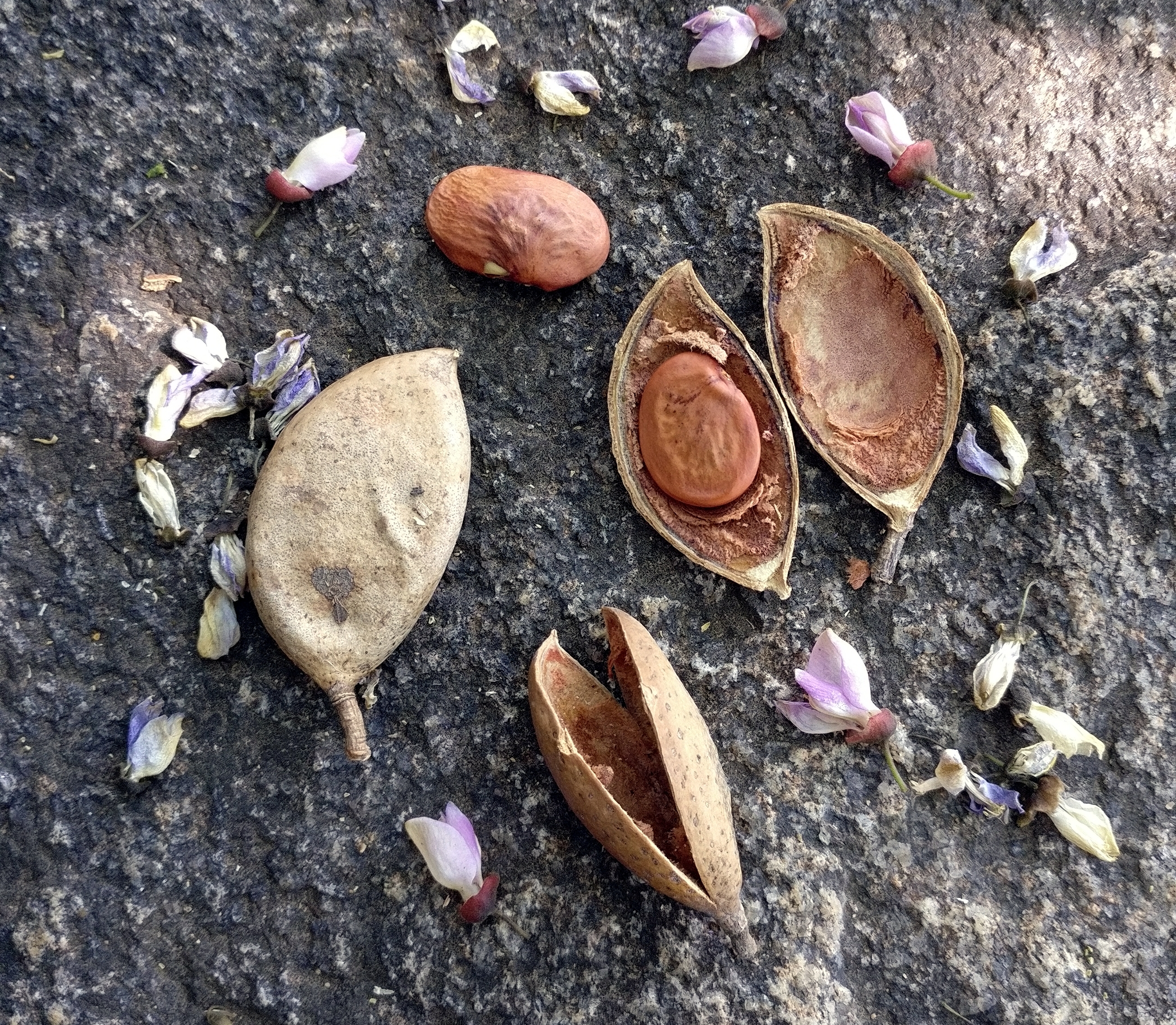 Pongamia pods and seeds - raw material